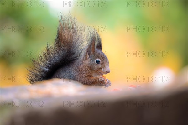 Eurasian squirrel