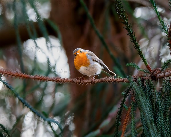 European robin
