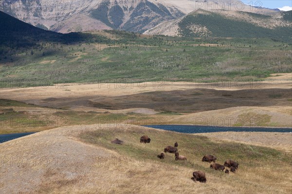 Bisons in Waterton Lakes National Park in Alberta