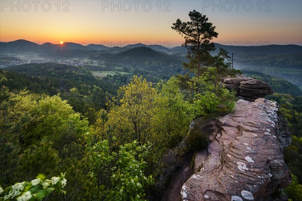 Palatinate Forest