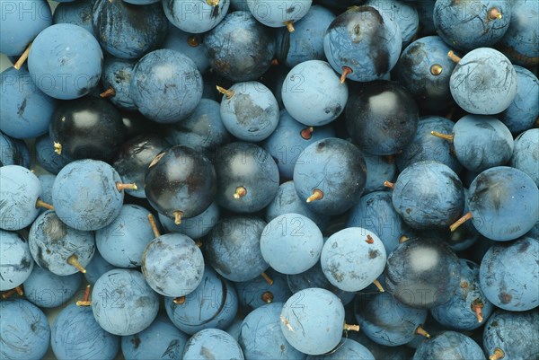 Ripe fruits of blackthorn