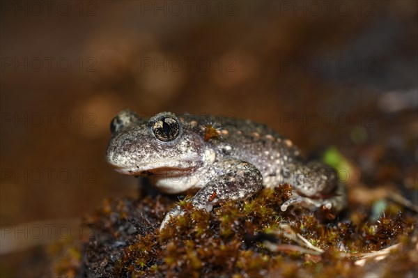 Common midwife toad