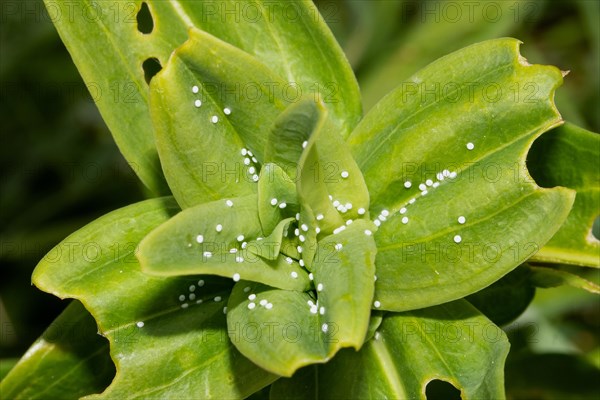 Crucian Ant Blue many white eggs on green leaves