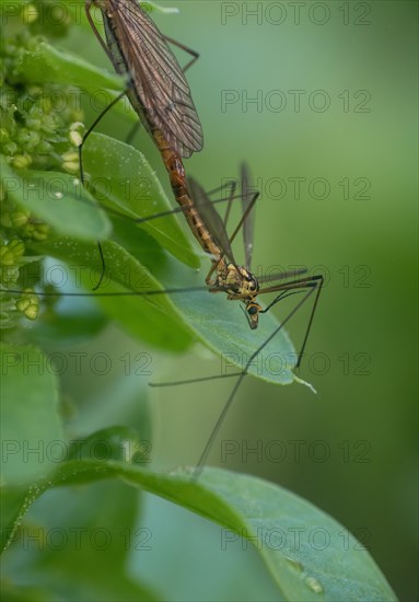 Crane fly