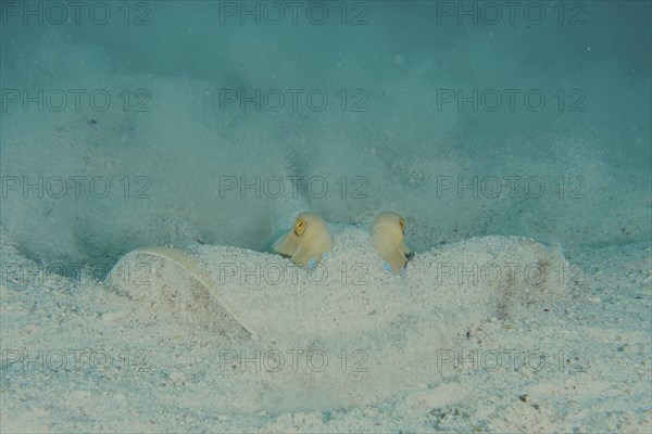 Portrait of bluespotted ribbontail ray