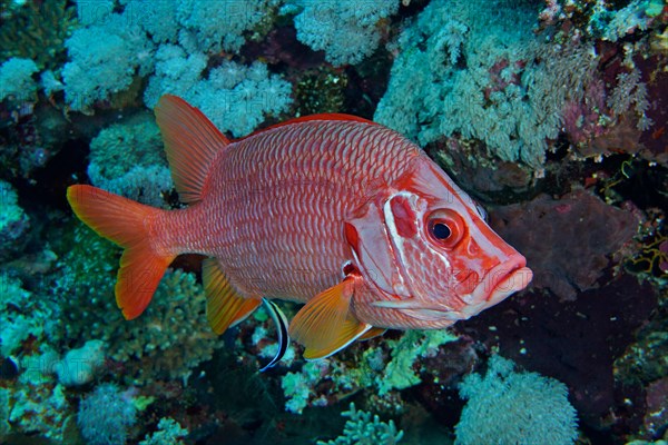 Sabre squirrelfish