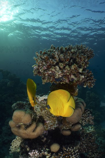 Pair of bluecheek butterflyfish