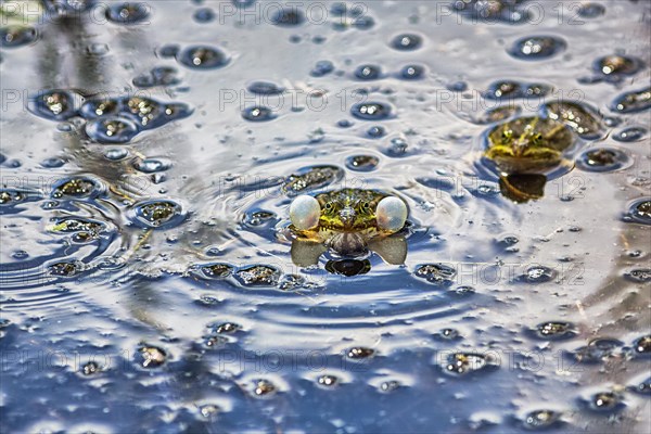 Pond frog