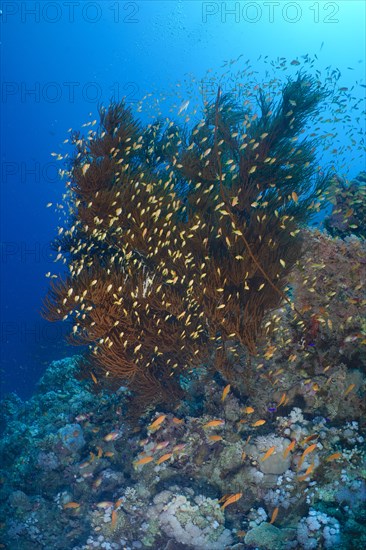 Black bushy black coral