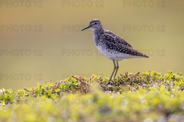 Wood Sandpiper