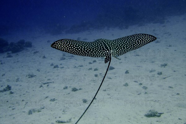 Spotted eagle ray