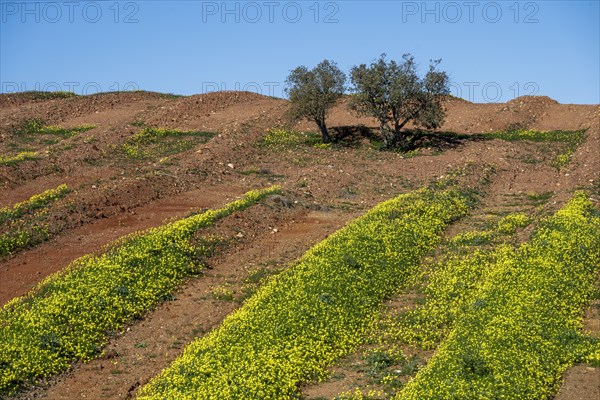 Field with flowering wood sorrel