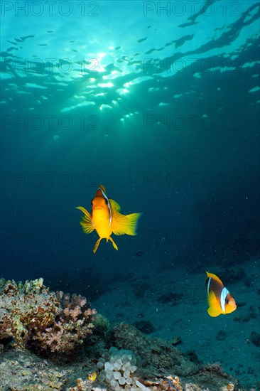 Pair of red sea clownfish