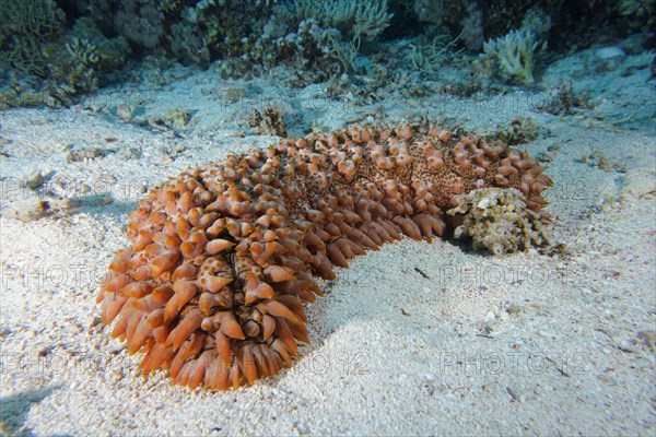 Pineapple sea cucumber