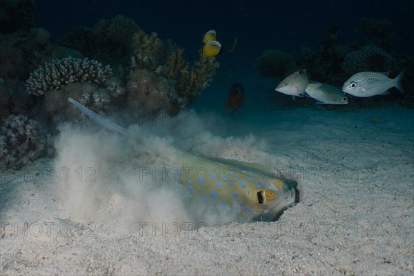 Bluespotted ribbontail ray