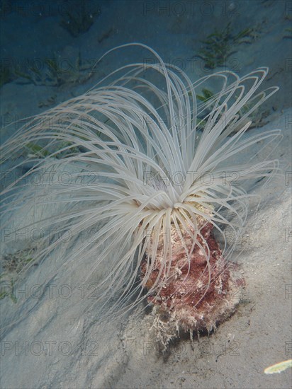 Tube-dwelling anemone