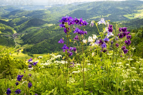 Columbine