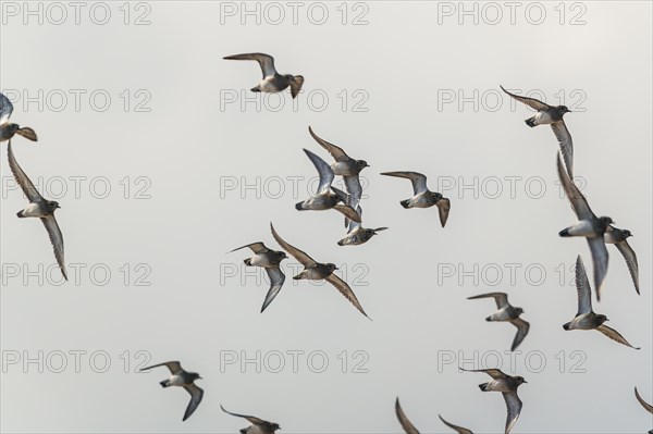 Grey Plover