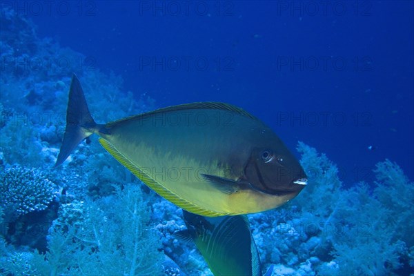 Bluetail unicornfish