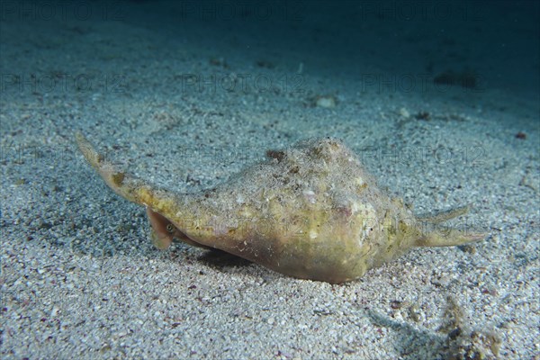 Spider conch