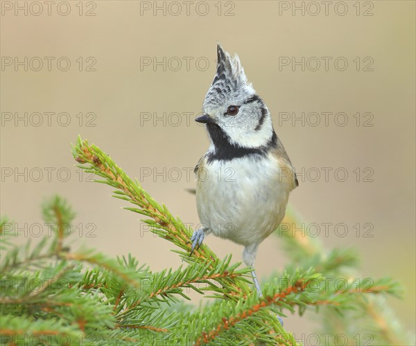 Crested Tit