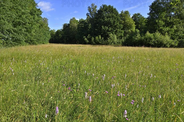 Spotted moorland spotted orchid