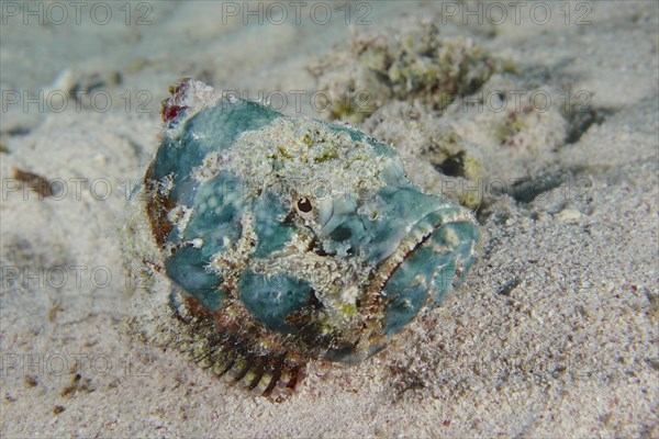 Juvenile false stonefish