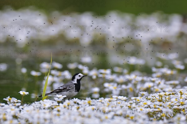 White wagtail