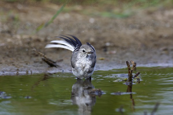 White wagtail