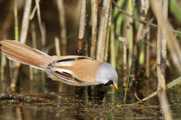 Bearded reedling