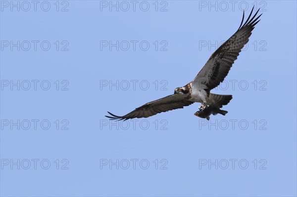 Western osprey