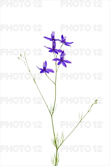 Forking larkspur