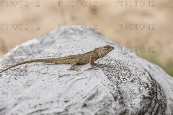 Oriental garden lizard