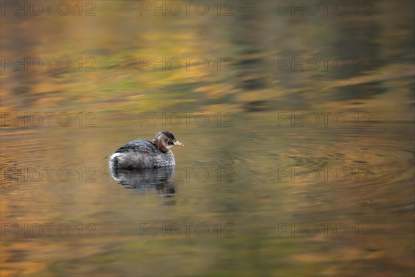 Little Grebe