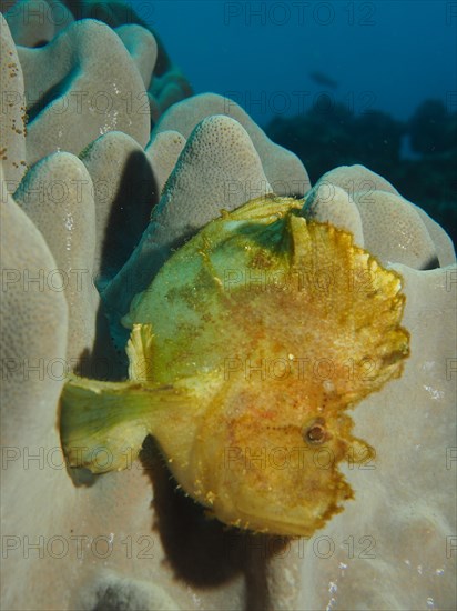 Yellow leaf scorpionfish