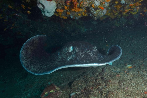 Portrait of black spotted ray