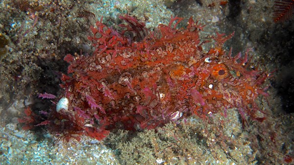 Popeyed scorpionfish