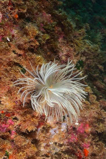 Mediterranean fanworm