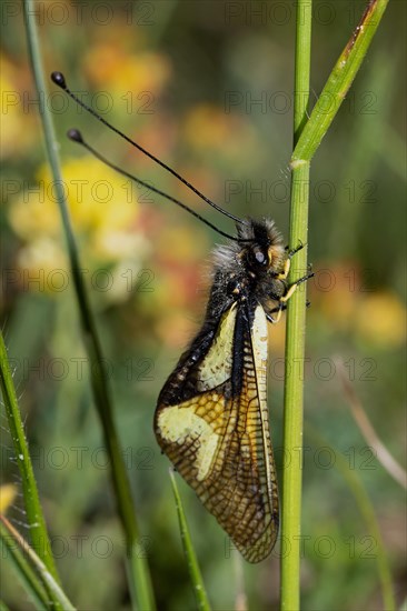 Dragonfly butterfly with closed wings hanging on green stalk