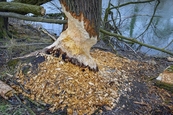 Beaver grub