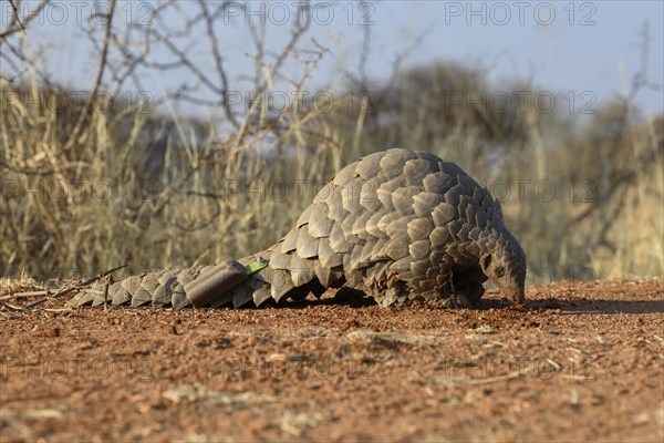 Ground pangolin