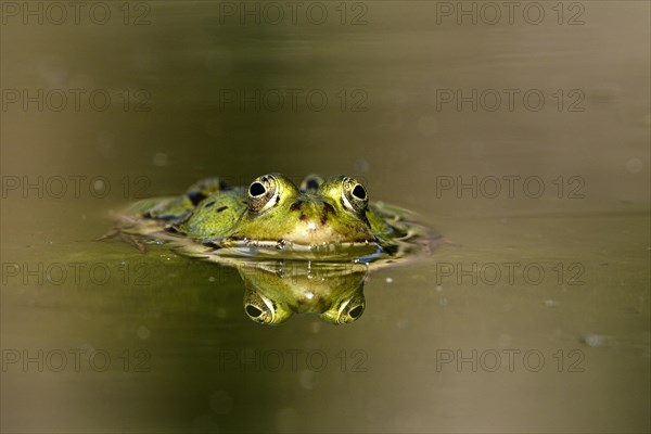 Green frog