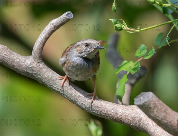 Dunnock