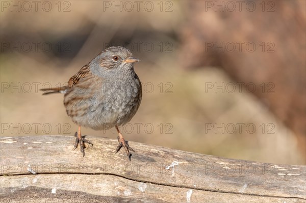 Dunnock