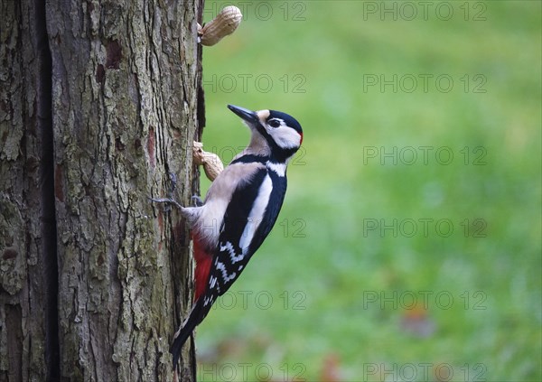 Great spotted woodpecker