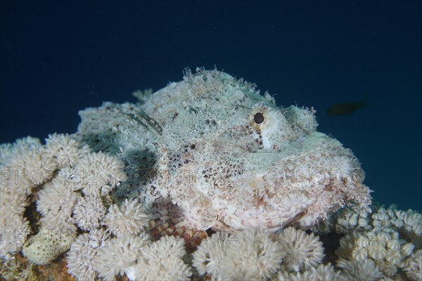 Well camouflaged false stonefish