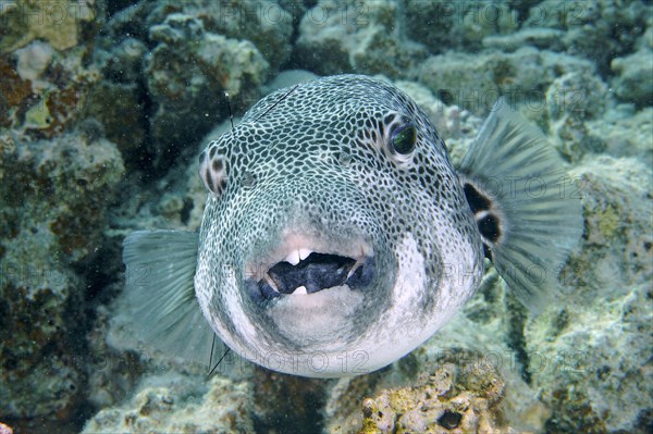 Portrait of star puffer