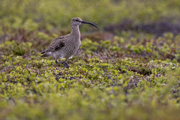 Whimbrel