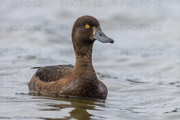 Tufted duck