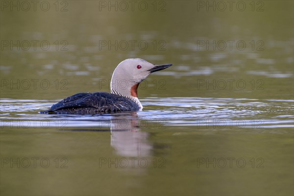 Red-throated diver